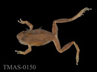 藏品(太平洋樹蟾)的圖片